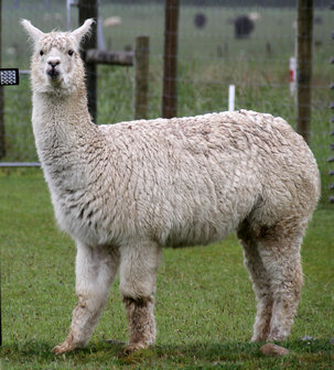 Alpaca Dekbedden