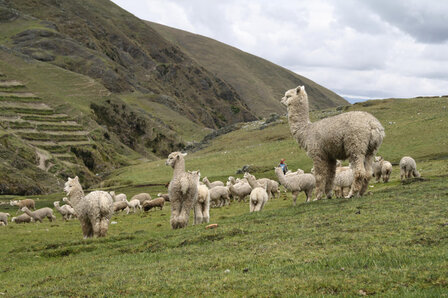 Alpaca Dekbedden