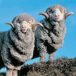 Dekbed Merino-Wol-4-seizoenen Dekbed Merino-Wol-4-seizoenen