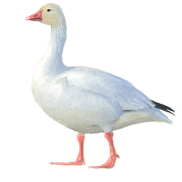 Dekbed Natuur 90% Dons Dekbed Natuur 90% Dons